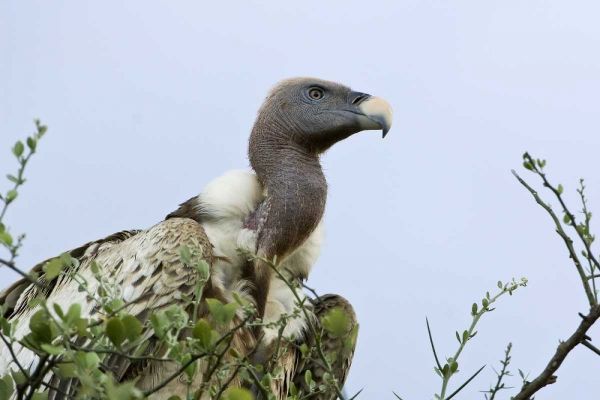 Kenya, Masai Mara White-back vulture in a tree